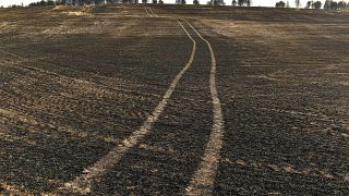 Vista del paisaje quemado tras los incendios forestales que afectaron el norte de España, el 16 de junio de 2022.
