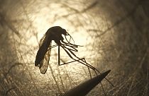 Europe reported 55 cases of West Nile virus by July, 42 of which were in Italy. This was much higher than the only 3 other European countries which reported infections.