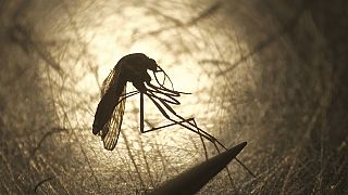 Europe reported 55 cases of West Nile virus by July, 42 of which were in Italy. This was much higher than the only 3 other European countries which reported infections.