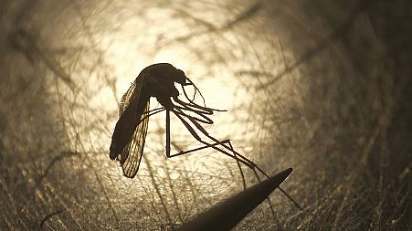 Europe reported 55 cases of West Nile virus by July, 42 of which were in Italy. This was much higher than the only 3 other European countries which reported infections.