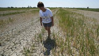Elisa Moretto sétál a kiszáradt rizsföldjén az olaszországi Porto Tolle-ban, 2022. július 29-én, pénteken.