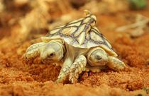 Ungewöhnlich: eine zweiköpfige Schildkröte erblickte in den Niederlanden das Licht der Welt