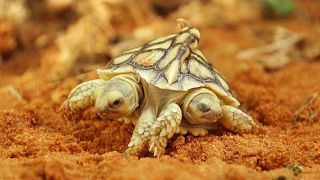 Ungewöhnlich: eine zweiköpfige Schildkröte erblickte in den Niederlanden das Licht der Welt