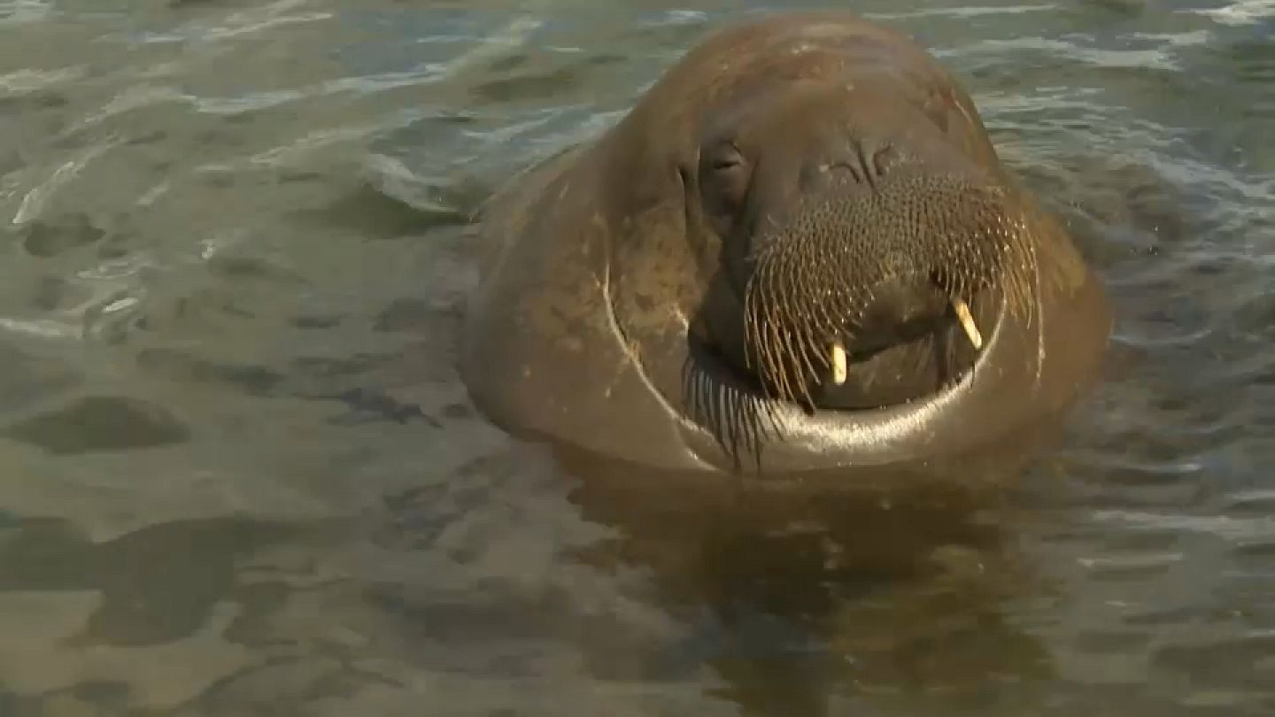 mundoAnimalia - Triste final para Freya. La morsa que llevaba casi un mes  en el puerto de Oslo, fue sacrificada por la amenaza a la seguridad humana.  🤨 Queremos imaginar que su