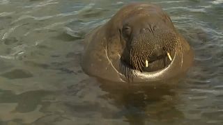 Walross "Freya" beim Sonnenbaden im Hafen von Oslo