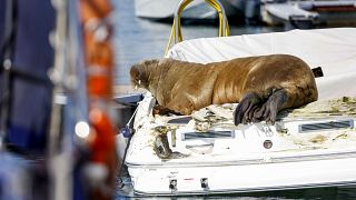 الفظ فريا، مستلقية على أحد القوارب الصغيرة في ميناء أوسلو 