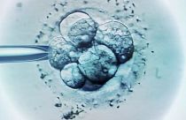 Fare kök hücresinden oluşturulan sentetik embriyo