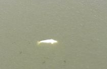 Ballena beluga en el río Sena en Saint-Pierre-la-Garenne, al oeste de París, el jueves 4 de agosto de 2022