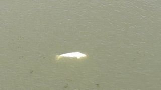 Ballena beluga en el río Sena en Saint-Pierre-la-Garenne, al oeste de París, el jueves 4 de agosto de 2022