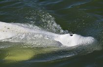 يبلغ طول الحوت الأبيض العالق في نهر السين 4 أمتار
