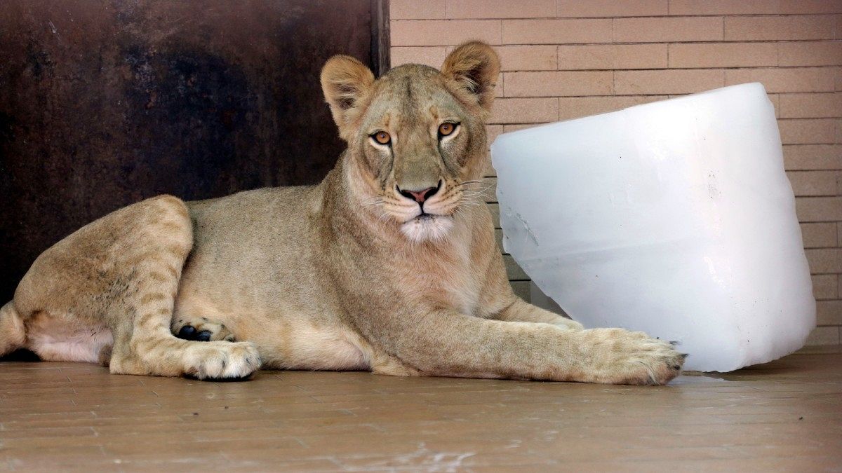 شیری در باغ وحش پاکستان