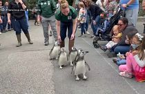 راهپیمایی جوجه پنگوئن‌ها در باغ وحش