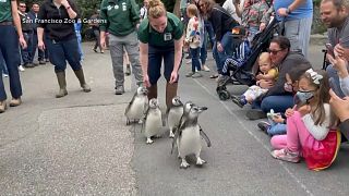 راهپیمایی جوجه پنگوئن‌ها در باغ وحش