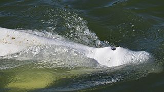 The beluga whale is seen swimming up France's Seine river, near a lock in Courcelles-sur-Seine, western France on August 5, 2022.