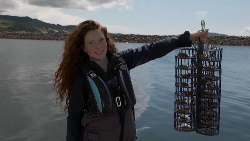 UK ‘Wild Oysters’ restoration project aims to turn the tide on species decline