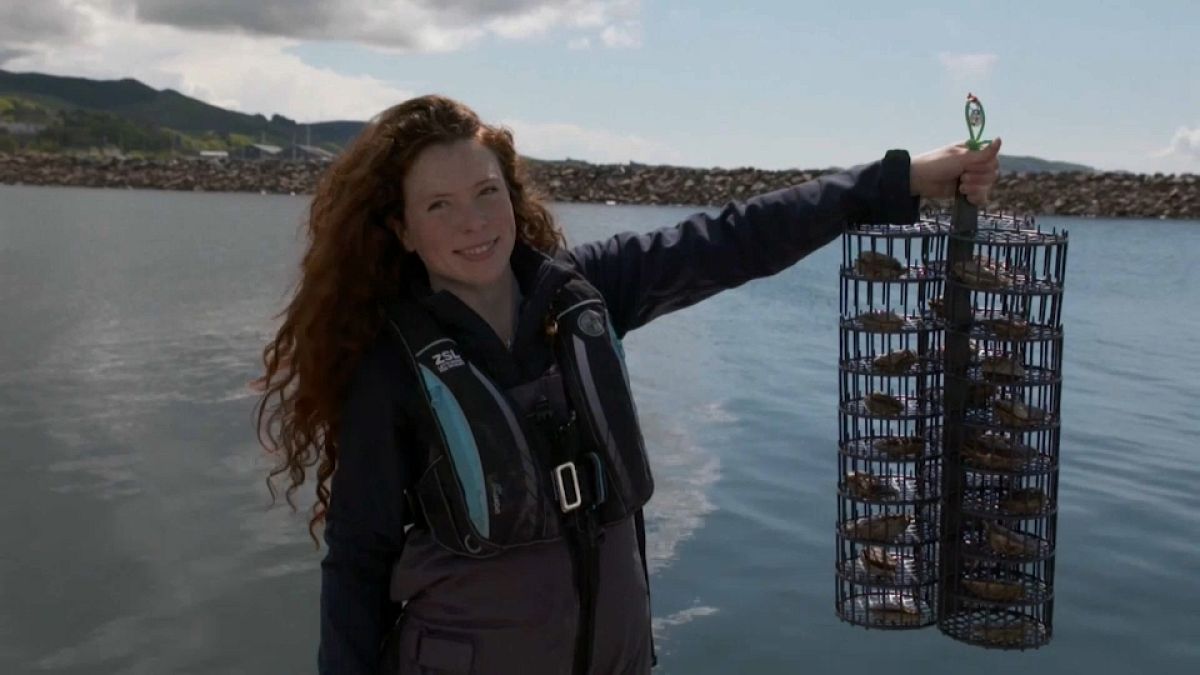Celine Gamble of the Zoological Society of London holds up a suspended oyster nursery as part of the "Wild Oysters" project.