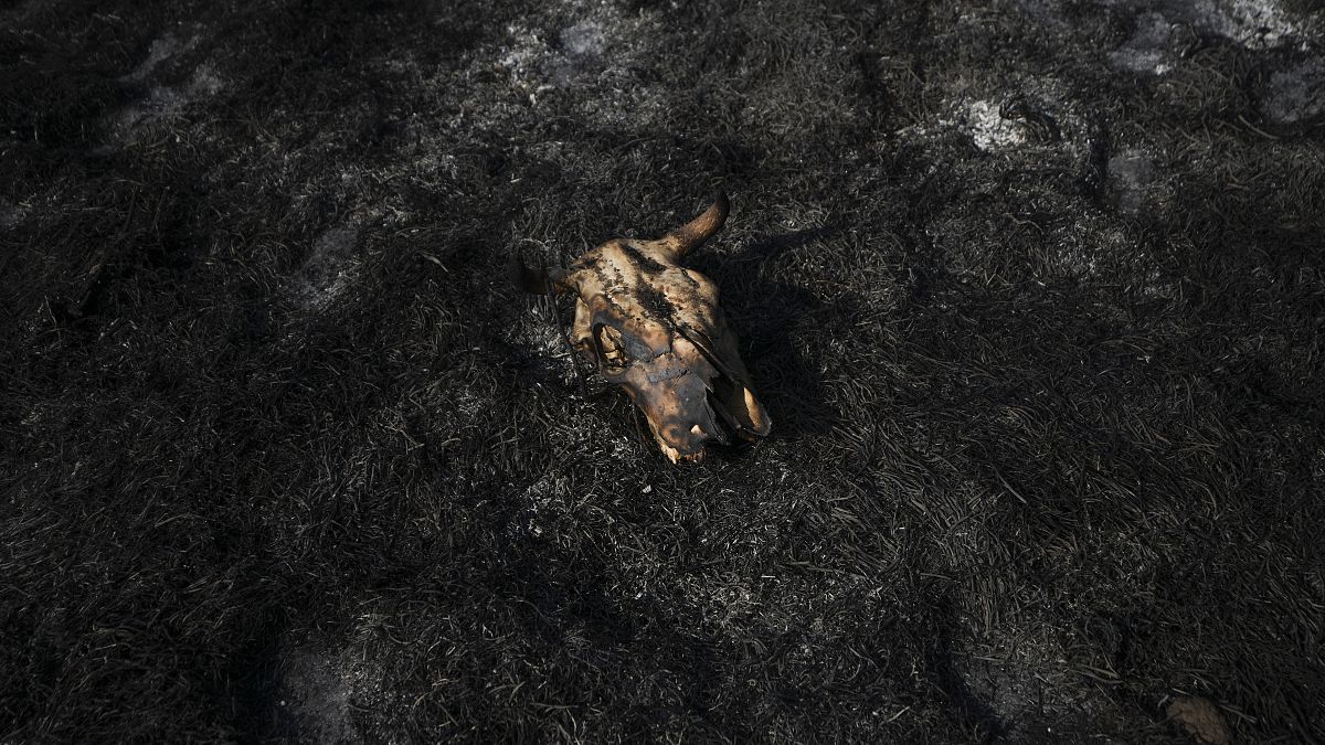 Бычий череп на сожжёном в результате попадания ракеты из Сектора Газа на поле около Сдерота, 6 августа 2022 г.