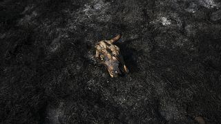 Бычий череп на сожжёном в результате попадания ракеты из Сектора Газа на поле около Сдерота, 6 августа 2022 г.