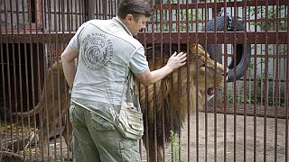 Popova acaricia a uno de los leones rescatados en medio de los bombardeos que sufre Ucrania