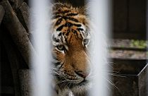 Tiger wie dieser werden in der Ukraine seit Kriegsbeginn häufig zurückgelassen