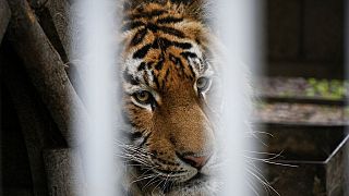 Tigris a mariupoli állatkertben 2022. május 18-án - KÉPÜNK ILLUSZTRÁCIÓ
