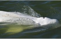 Ballena beluga extraviada en el río Sena en Francia