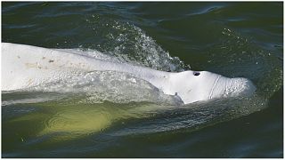 Ballena beluga extraviada en el río Sena en Francia