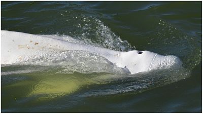Φάλαινα μπελούγκα (φωτογραφία αρχείου)