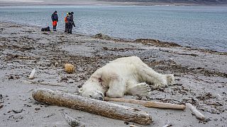 Archives : cadavre d'un ours blanc dans l'archipel norvégien de Svalbard (océan Arctique), le 28/07/2018