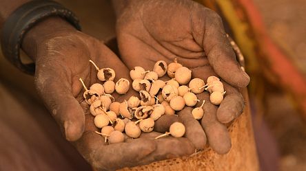 Surviving on berries: Kenya's Purapul people face starvation
