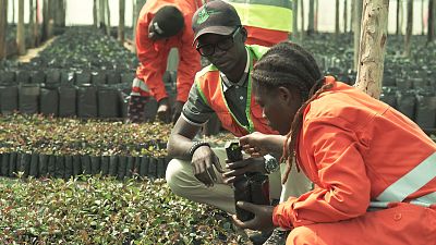 Regreening Angola: raising tree seedlings and awareness for reforestation