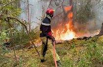 Waldbrände in Südeuropa und in Sibirien