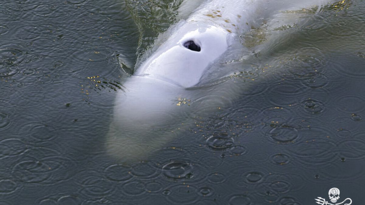 In this image, taken Saturday, Aug. 6, 2022 by environmental group Sea Shepherd, shows a Beluga whale in the Seine river in Notre Dame de la Garenne, west of Paris