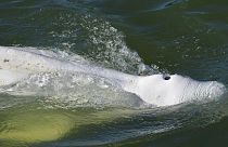 نهنگ ۴ متری بلوگا در رود سن در پاریس گرفتار شد