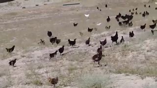 5000 دجاجة خضعت لتدريبات خاصة من أجل محاربة الجراد انطلقت لتنفيذ مهام من أجل حماية النظام البيئي في مناطق متفرقة من مقاطعة شينجيانغ الإيغورية ذاتية الحكم، 9 أغسطس 2022.