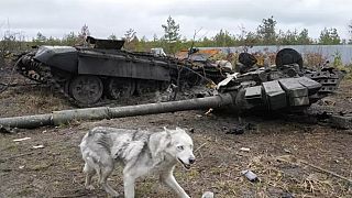 Zerstörter Panzer der russischen Armee in der Nähe von Dmitrowka bei Kiew - 