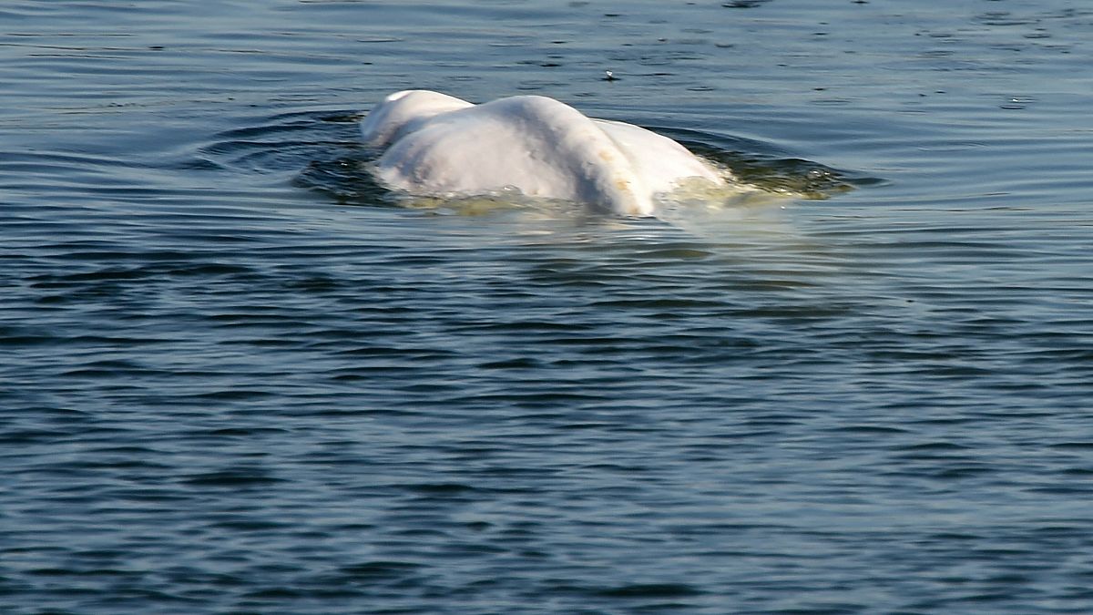 Der Belugawal in der französischen Seine.