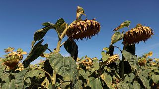 Sunflowers suffer from lack of water, as Europe is under an unusually extreme heat wave, in Ury, 112 miles south of Paris, France, Monday, Aug. 8, 2022