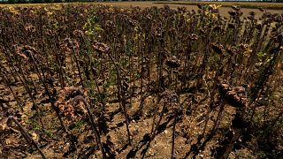 En Francia, el calor está secando cultivos como la lavanda y el girasol. Foto tomada el 8 de agosto de 2022 en Beaumont du Gatinais, a 100 kilómetros al sur de París.