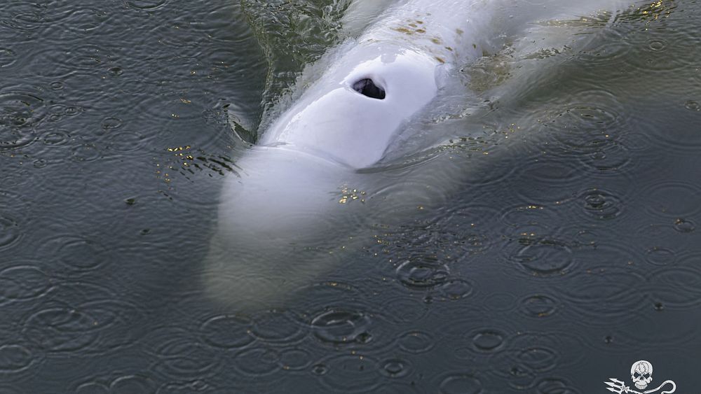 Francia, un esemplare di Beluga da salvare