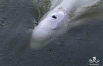 Eine rare Nahaufnahme des verirrten Wals in der Seine