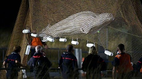 Beluga rescue operation in France 