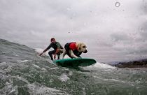 Rosie the dog competes at the World Dog Surfing Championships in Pacifica, California with her owner