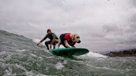Rosie the dog competes at the World Dog Surfing Championships in Pacifica, California with her owner