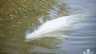 A fehér delfin a Szajnában