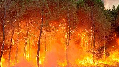 Flames consume trees at a forest fire in Saint Magne, south of Bordeaux, south western France, Wednesday, Aug. 10, 2022