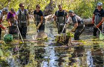 A rescue operation to save fish, mainly pikes, from the low-quality water in the parts of Siarne river affected by drought, Saint-Fraigne. France. August 10, 2022