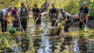 A rescue operation to save fish, mainly pikes, from the low-quality water in the parts of Siarne river affected by drought, Saint-Fraigne. France. August 10, 2022