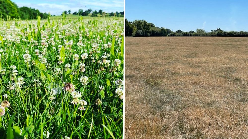 UK farmers’ fields dry out amid heatwave and drought