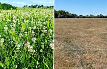 Sam Jones' grass has completely dried up this year as temperatures rise in the United Kingdom. Last year's field (left) versus this year (right).